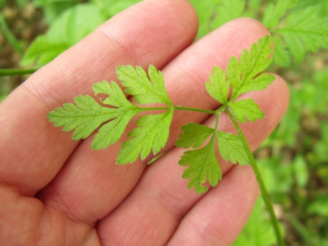 Conium maculatum? no, Chaerophyllum temulum